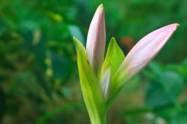 Bud of Hippeastrum flower — Stock Photo, Image