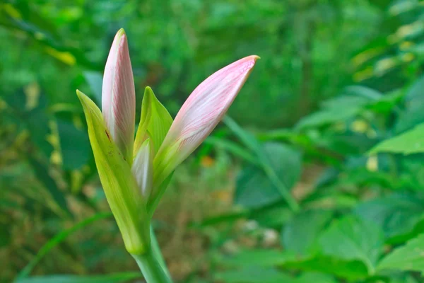 Bud of Hippeastrum flower — Stock Photo, Image