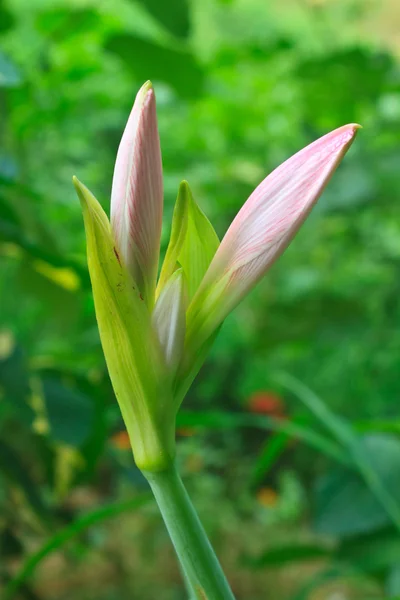 Бутон цветка Hippeastrum — стоковое фото