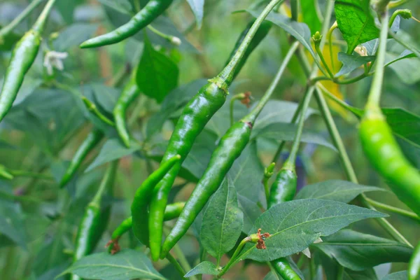 Fresh chillies growing in the vegetable garden — Stock Photo, Image