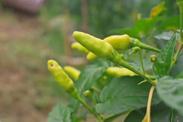 Färska chilifrukter växer i en köksträdgård — Stockfoto