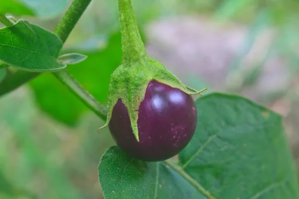 Verse plantaardige aubergine op boom — Stockfoto