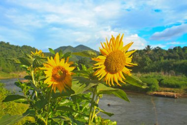 alan ve mavi gökyüzü güzel ayçiçeği