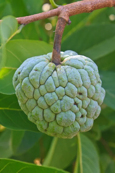 Mele da zucchero che crescono su un albero in giardino — Foto Stock