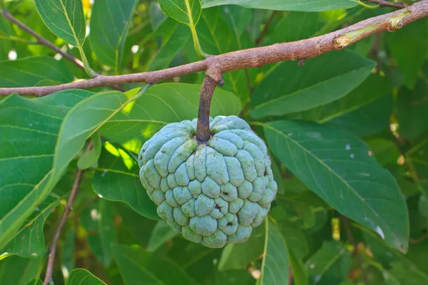 庭の木に生育する砂糖リンゴ — ストック写真