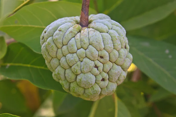 Manzanas de azúcar que crecen en un árbol en el jardín —  Fotos de Stock