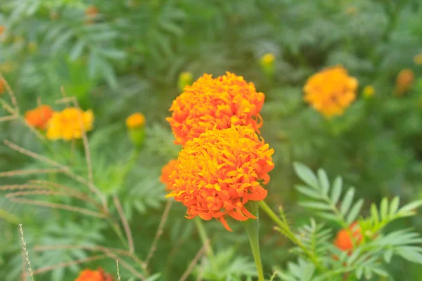 Marigold çiçek alanı — Stok fotoğraf