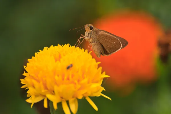 Mooie vlinder op bloem — Stockfoto