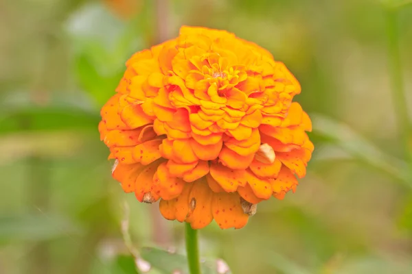 Zinnia elegans in campo — Foto Stock