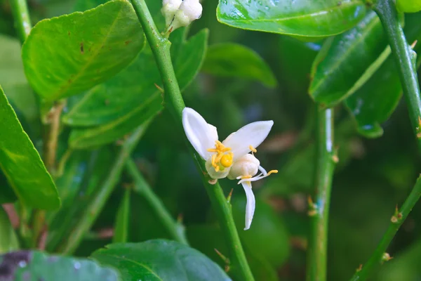 Flowering lemon tree with green leaf — Stock Photo, Image