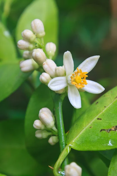 Flowering lemon tree with green leaf — Stock Photo, Image