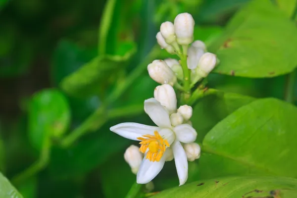 Floração de limoeiro com folha verde — Fotografia de Stock