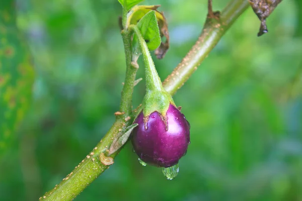 Fresh eggplant with drop water — Stock Photo, Image