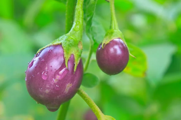 Verse aubergine met druppel water — Stockfoto