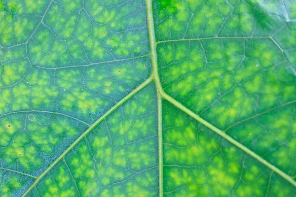 Textur eines grünen Blattes als Hintergrund — Stockfoto