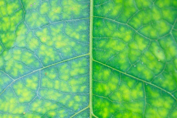 Textuur van een groen blad als achtergrond — Stockfoto