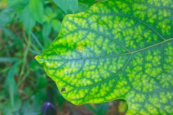 Textur eines grünen Blattes als Hintergrund — Stockfoto