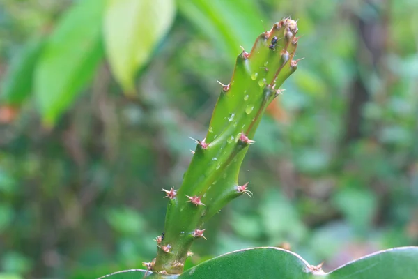 Bladeren van dragon fruitboom met druppel water — Stockfoto