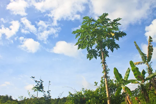 Arbre de papayes dans la ferme — Photo