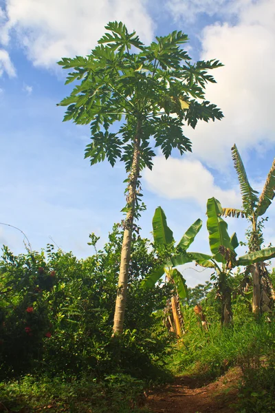 Дерево папайя на ферме — стоковое фото