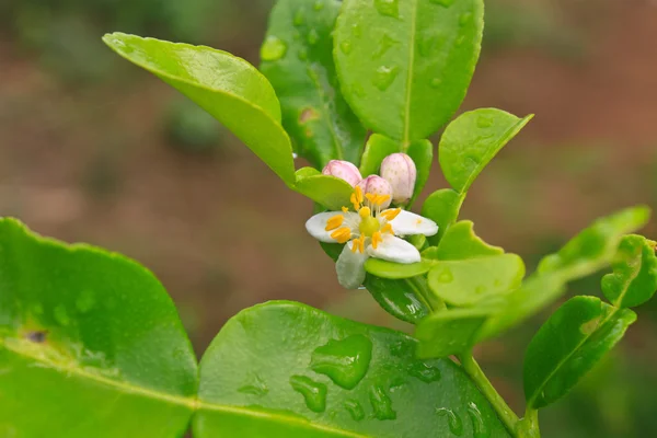 Blomma av bergamott frukt på träd — Stockfoto