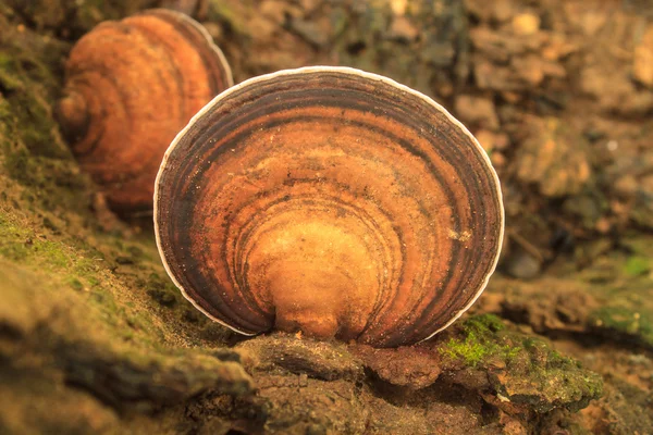 Zblízka hub v hlubokých lesích — Stock fotografie