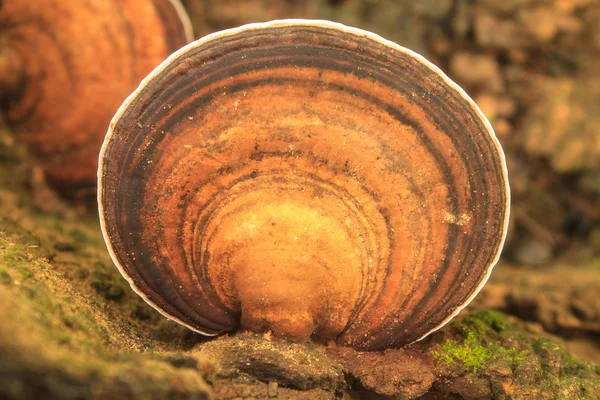 Fechar o cogumelo na floresta profunda — Fotografia de Stock