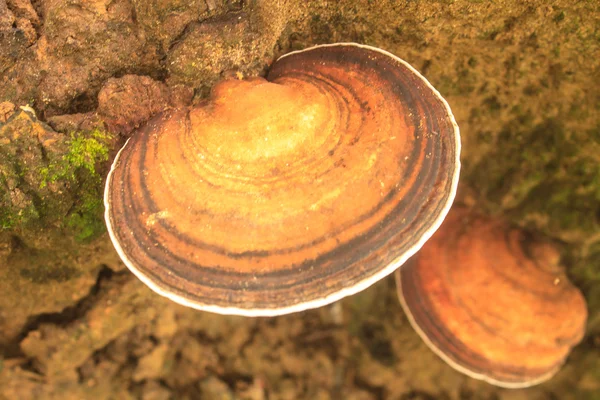 Fechar o cogumelo na floresta profunda — Fotografia de Stock