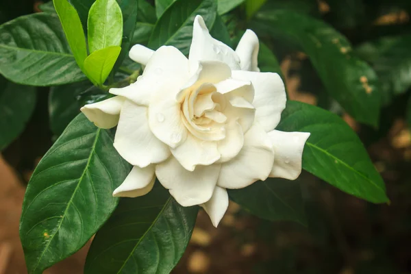 Beautiful Gardenia jasminoides flower on tree — Stock Photo, Image