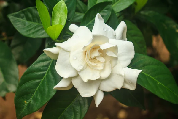 Schöne Gardenia jasminoides Blume auf Baum — Stockfoto