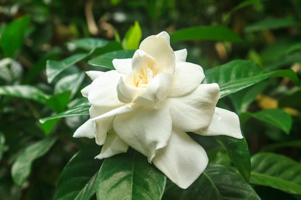 Beautiful Gardenia jasminoides flower on tree — Stock Photo, Image