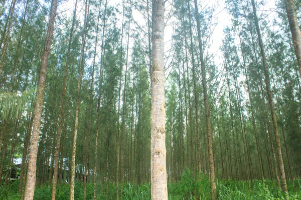 Bosque de pino en plantación —  Fotos de Stock
