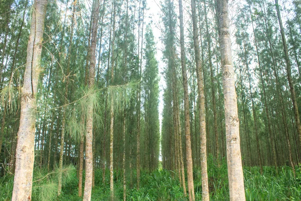 Bosque de pino en plantación — Foto de Stock