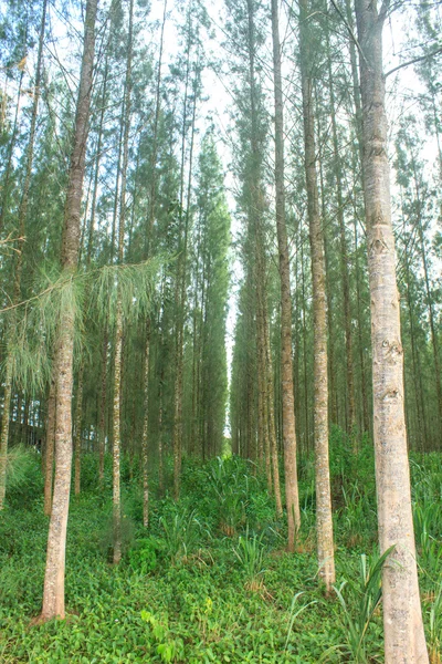 Pine forest in plantation — Stock Photo, Image