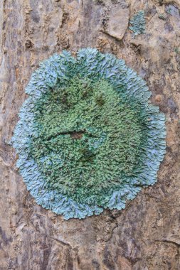 Yaşlı bir ağaç gövdesine bir liken ile kaplı