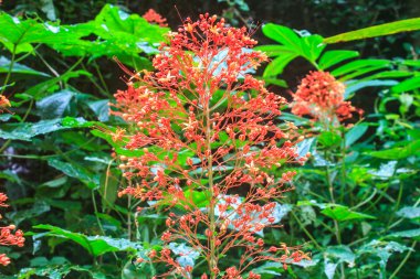  clerodendrum paniculatum veya pagoda çiçek 