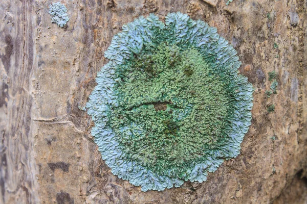 Kofferbak van een oude boom bedekt met een korstmos — Stockfoto