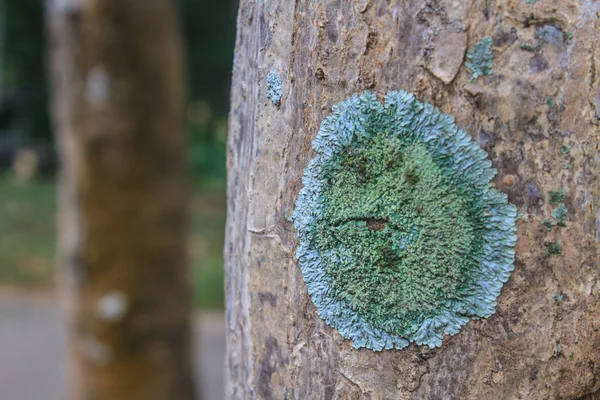 Tronco de uma árvore velha coberta com um líquen — Fotografia de Stock