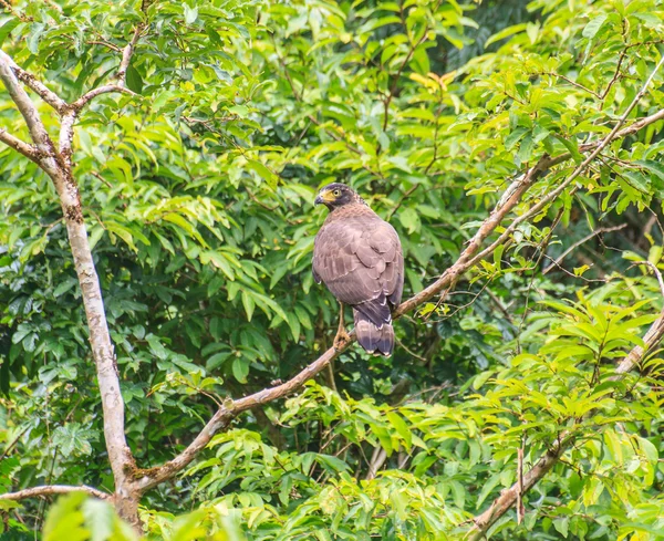 Schlangenadler ruht auf einem Barsch — Stockfoto