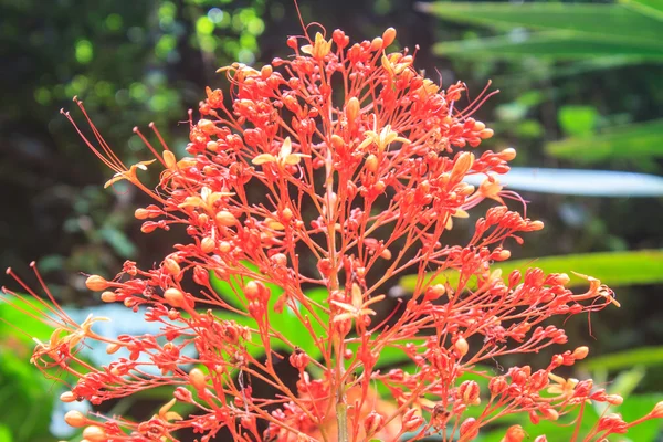 Clerodendrum Paniculatum o flor de pagoda —  Fotos de Stock