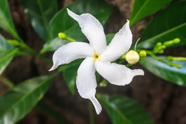 Weißer sampaguita jasmin oder arabischer jasmin — Stockfoto