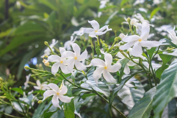 Witte sampaguita jasmijn of Arabische jasmijn — Stockfoto