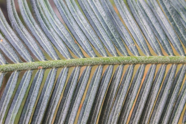 Piękny sagowców zielony liść — Zdjęcie stockowe