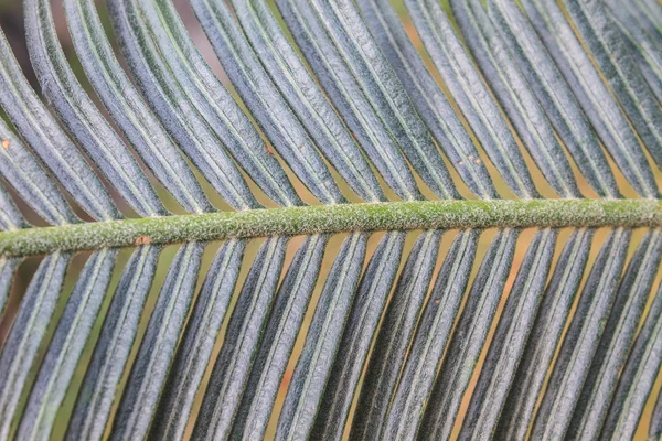 Prachtige groene palmvarens blad — Stockfoto