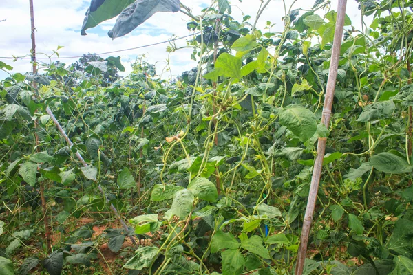 Yard long bean farm — Stock Photo, Image