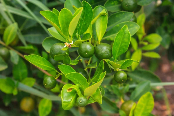 Citrons sur l'arbre dans la ferme — Photo