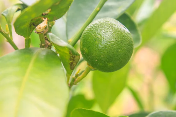 Лимони на дереві на фермі — стокове фото