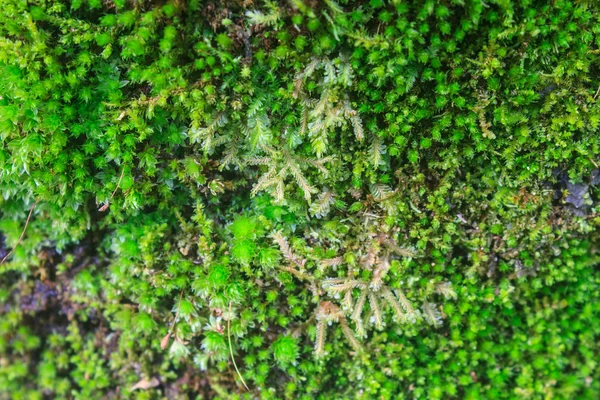 Tree bark with moss — Stock Photo, Image