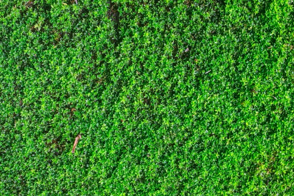 Green moss for background texture — Stock Photo, Image