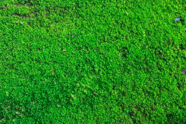 Green moss for background texture — Stock Photo, Image